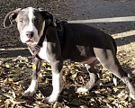 Собаки в Челябинске: Американский стаффордширский терьер Мальчик, 40 000 руб. - фото 1
