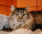 Кошки в других городах Московской области: Лакрица мечтает найти свой дом Девочка, Бесплатно - фото 1