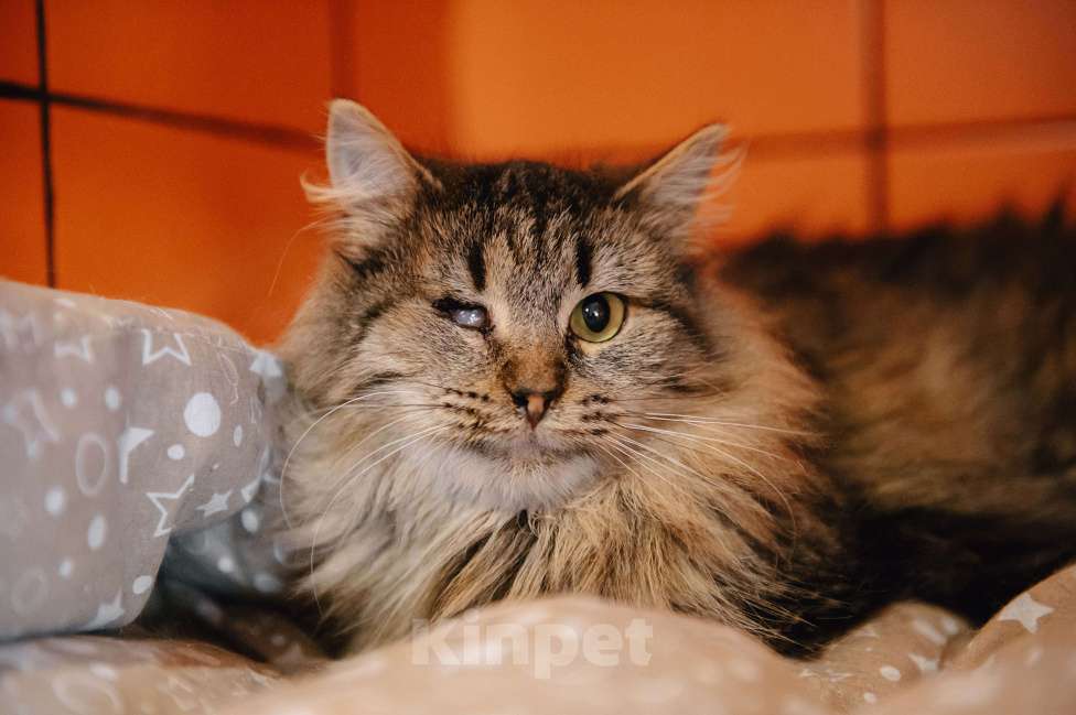 Кошки в других городах Московской области: Лакрица мечтает найти свой дом Девочка, Бесплатно - фото 1