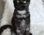 Кошки в Санкт-Петербурге: Chilly Diesel Power черный мейн-кун Девочка, 110 000 руб. - фото 2