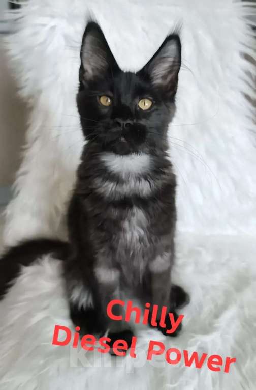 Кошки в Санкт-Петербурге: Chilly Diesel Power черный мейн-кун Девочка, 110 000 руб. - фото 2