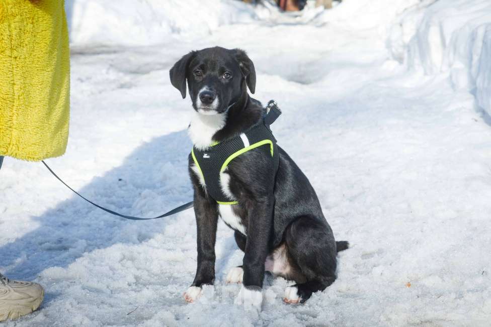 Собаки в Москве: Английский пойнтер щенок мальчик Мальчик, 22 руб. - фото 7
