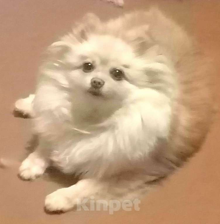 Собаки в Таганроге: Шпиц НЕМЕЦКИЙ мини  Девочка, 20 000 руб. - фото 6