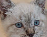 Кошки в Москве: Котик ищет дом! Мальчик, Бесплатно - фото 2