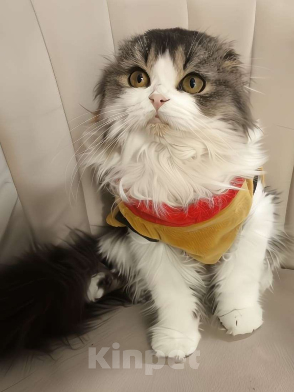 Кошки в Новосибирске: Шотландские котята  Мальчик, 50 000 руб. - фото 4