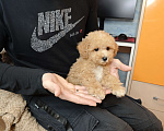 Собаки в Москве: Мальтипу Тедди мальчик Мальчик, 95 000 руб. - фото 2