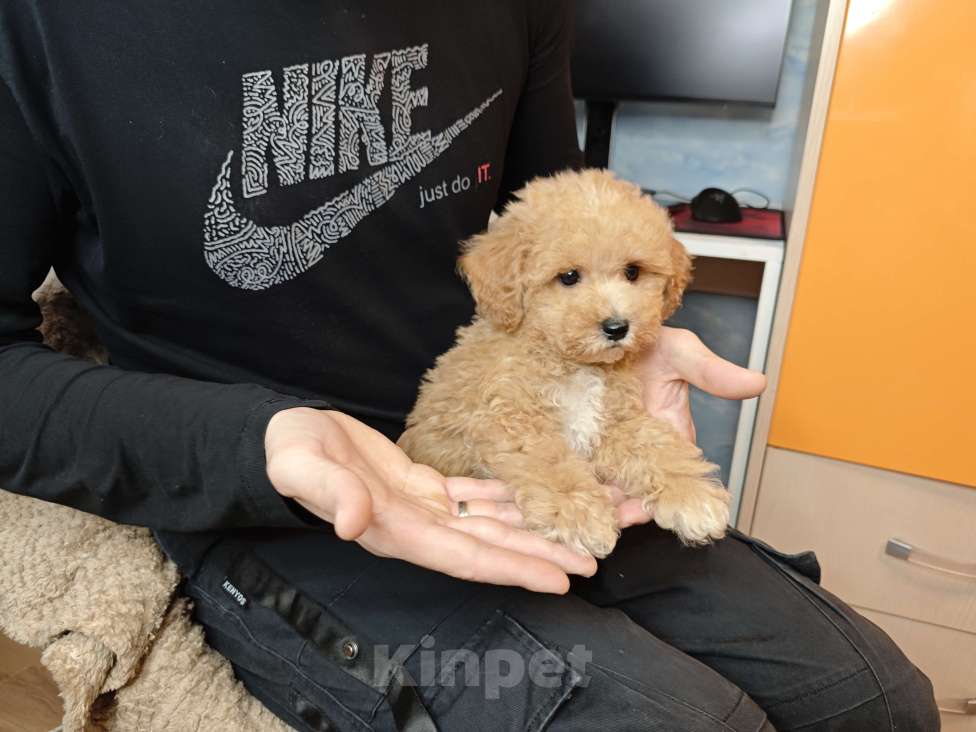 Собаки в Москве: Мальтипу Тедди мальчик Мальчик, 95 000 руб. - фото 2