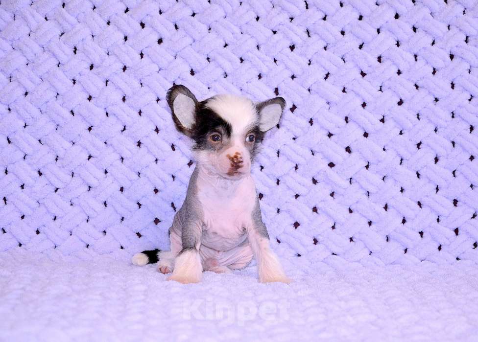 Собаки в Екатеринбурге: Мальчик КХС Мальчик, 40 руб. - фото 8