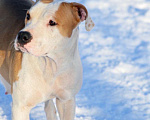 Собаки в Туле:  Амстафф щенки РКФ, 60 000 руб. - фото 11