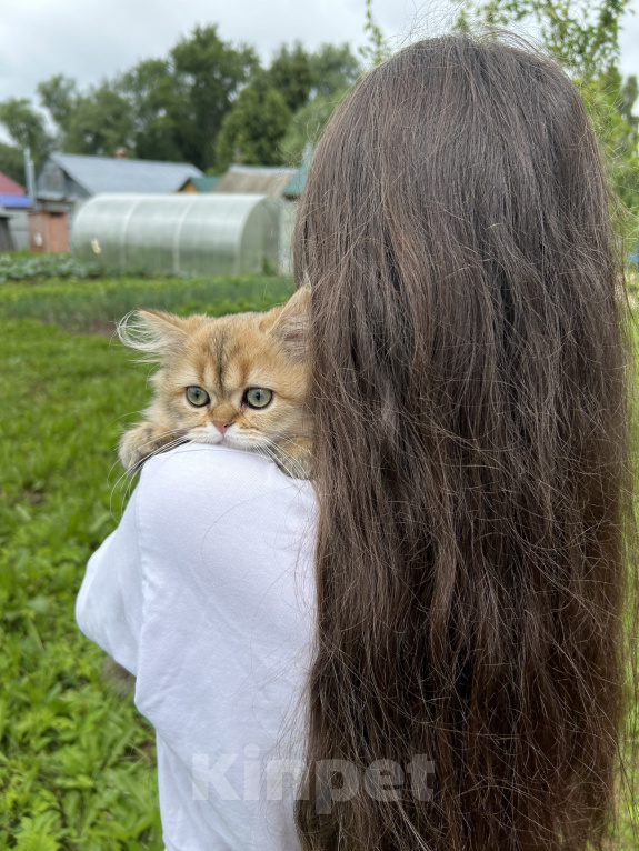 Кошки в Нижнем Новгороде: Хайленд стайт Девочка, 30 000 руб. - фото 2