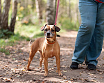 Собаки в Ногинске: Диночка - метис француза в поисках семьи Девочка, Бесплатно - фото 2