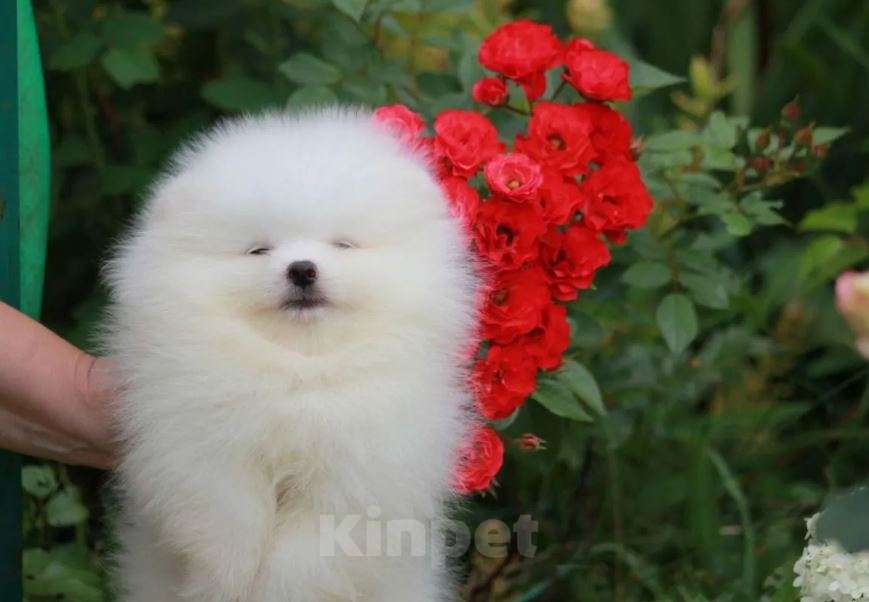 Собаки в Нижнем Новгороде: Померанский шпиц мини Девочка, Бесплатно - фото 4