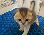 Кошки в Костроме: Котята 13.06.2026 г.р. От чистокровных родиьелей,шотландская золотая шиншилла Мальчик, 12 000 руб. - фото 4