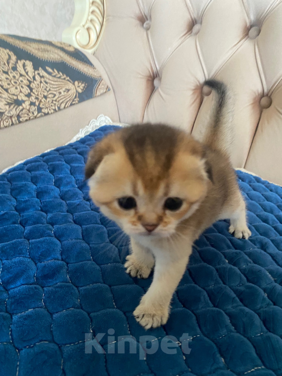 Кошки в Костроме: Котята 13.06.2026 г.р. От чистокровных родиьелей,шотландская золотая шиншилла Мальчик, 12 000 руб. - фото 4
