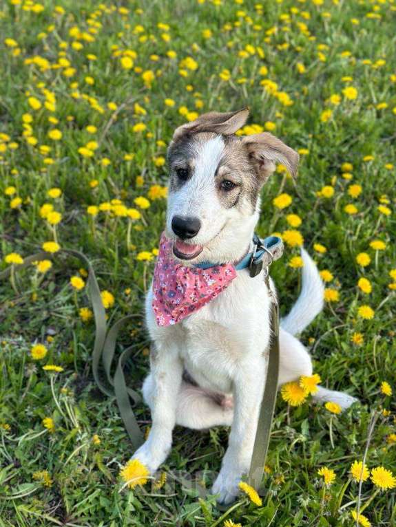 Собаки в Москве: Щенок Макс — метис овчарки в добрые руки Мальчик, Бесплатно - фото 4