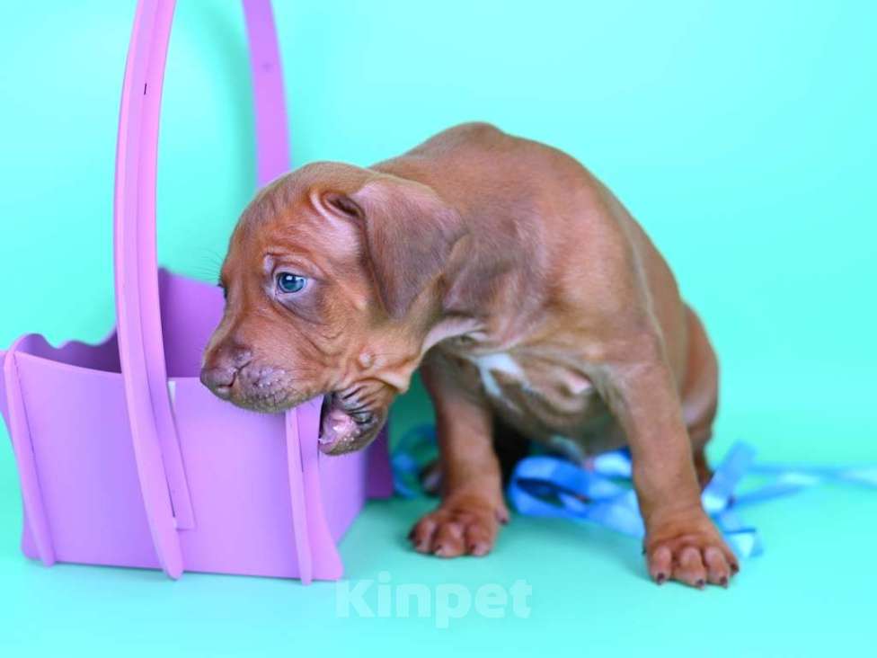 Собаки в Москве: Яркий мальчик родезийского риджбека Мальчик, Бесплатно - фото 6