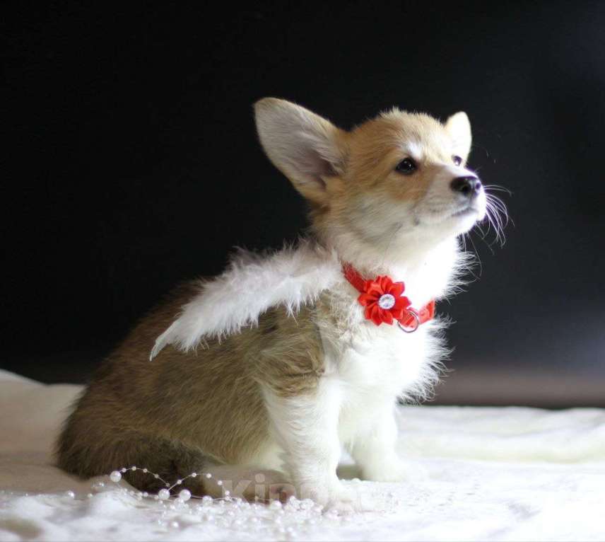 Собаки в Тольятти: Вельш Корги Пемброк Дольче Вита Девочка, 80 000 руб. - фото 3