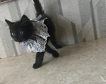 Кошки в Шатуре: Котята ищут дом Разнополые, Бесплатно - фото 4