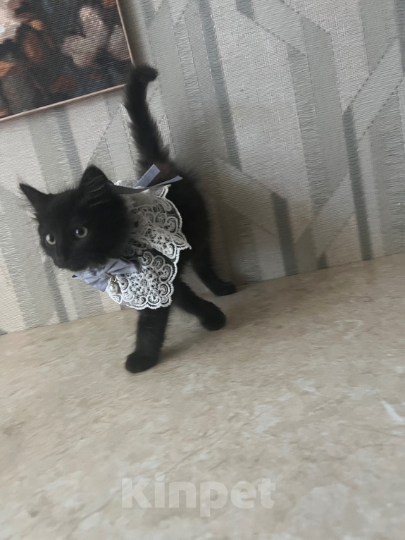 Кошки в Шатуре: Котята ищут дом Разнополые, Бесплатно - фото 4