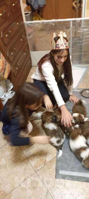 Собаки в Санкт-Петербурге: Мальчик ши-тцу бело-золотой Мальчик, 40 000 руб. - фото 5