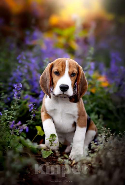 Собаки в других городах Московской области: Бигль, кобель 4 мес., РКФ Мальчик, Бесплатно - фото 7
