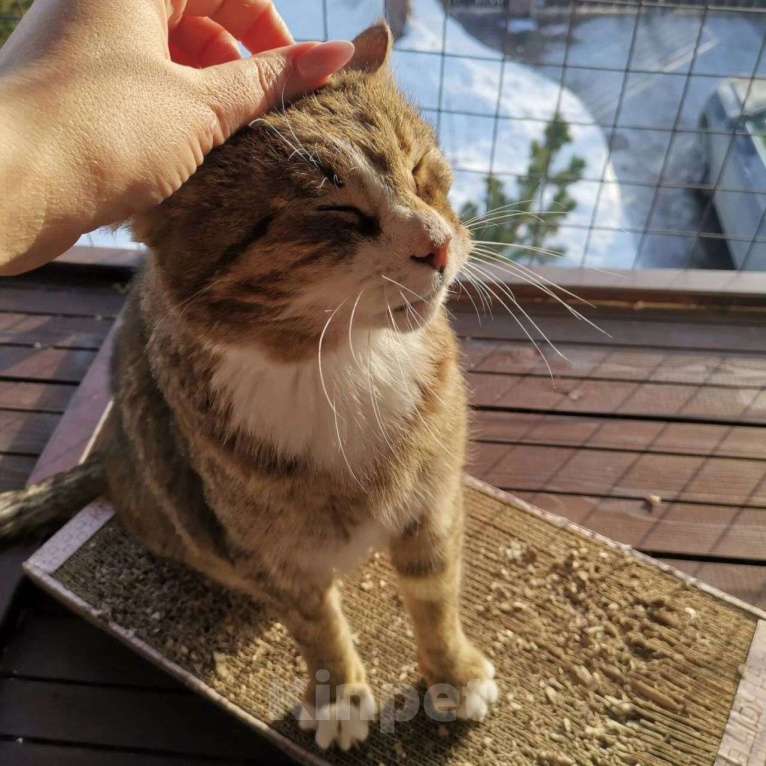 Кошки в Москве: Ласковый кот страдает без внимания  Мальчик, Бесплатно - фото 2