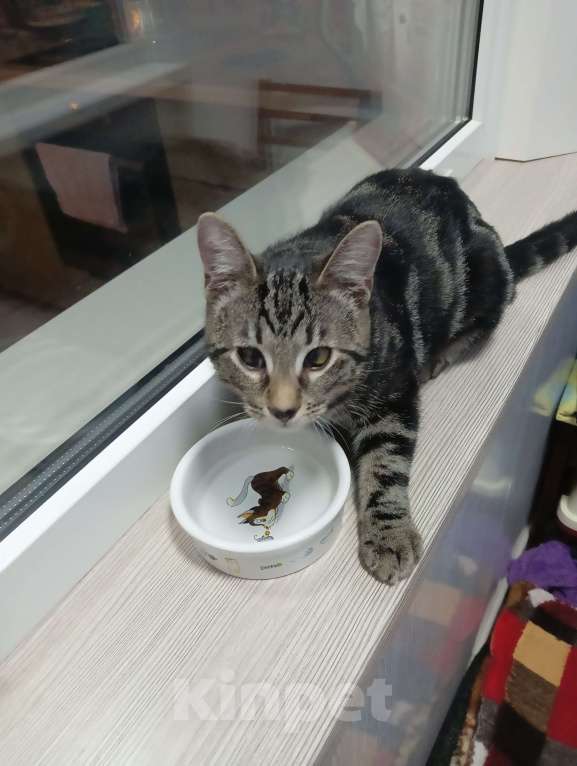 Кошки в Санкт-Петербурге:  Котëнок ищет дом.  Мальчик, Бесплатно - фото 8