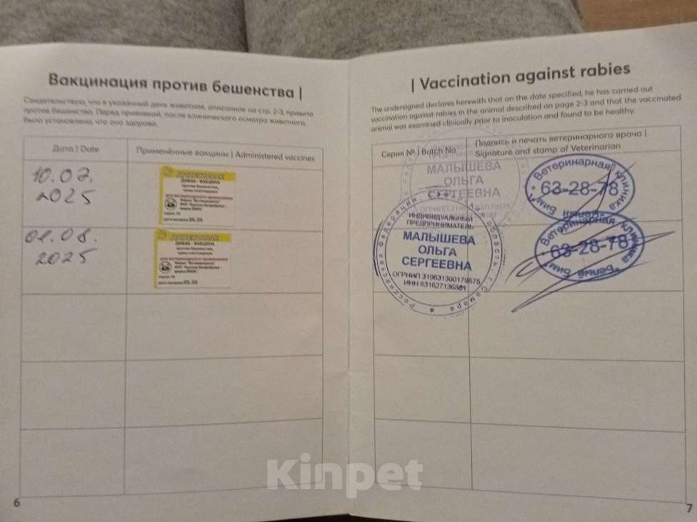 Собаки в Самаре: Продам Мальчик, 80 000 руб. - фото 10