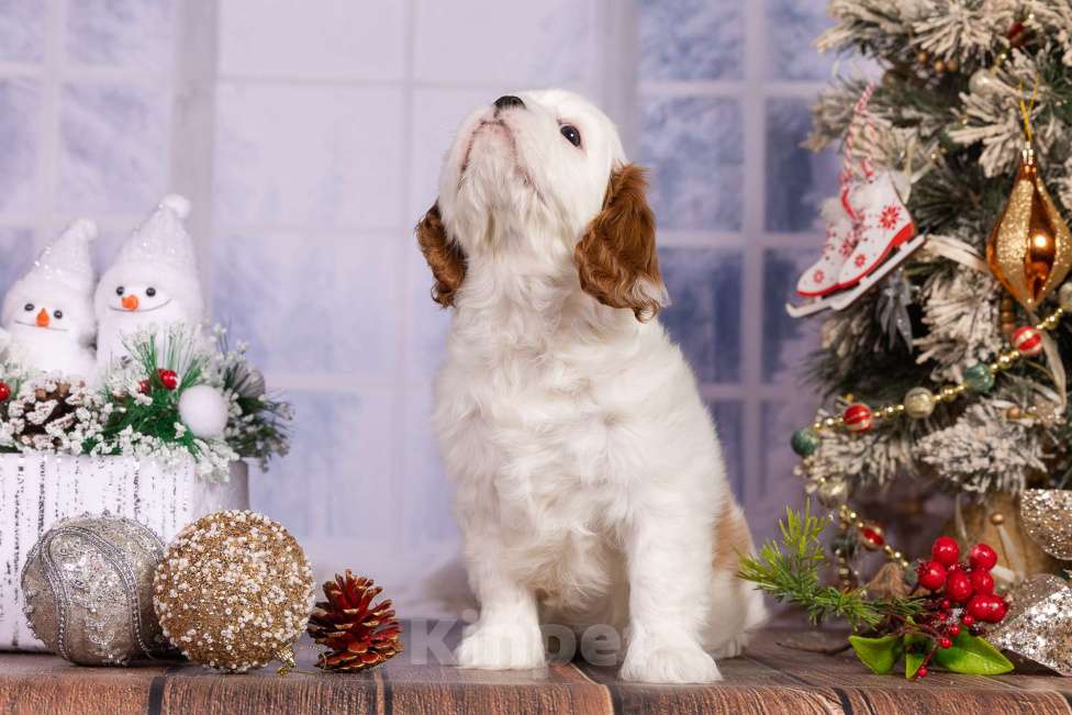 Собаки в Королеве: Кавалер Кинг Чарльз спаниель щенок девочка мини Девочка, 75 000 руб. - фото 7