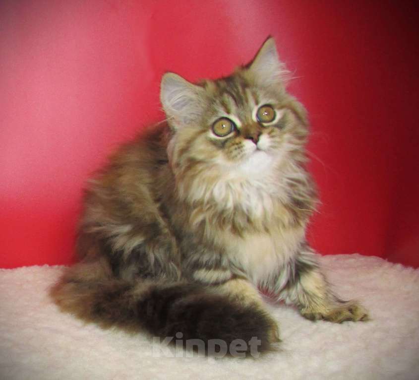 Кошки в Санкт-Петербурге: шотландская кошечка из питомника Девочка, Бесплатно - фото 3