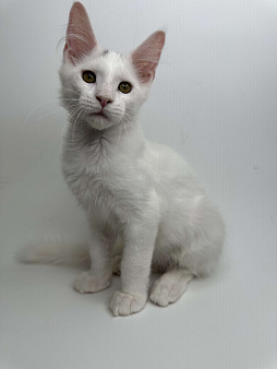 Мейн-кун котенок