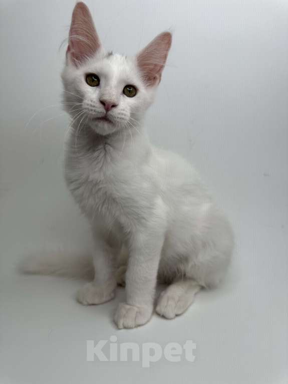 Кошки в Москве: Мейн-кун котенок Мальчик, 35 000 руб. - фото 1