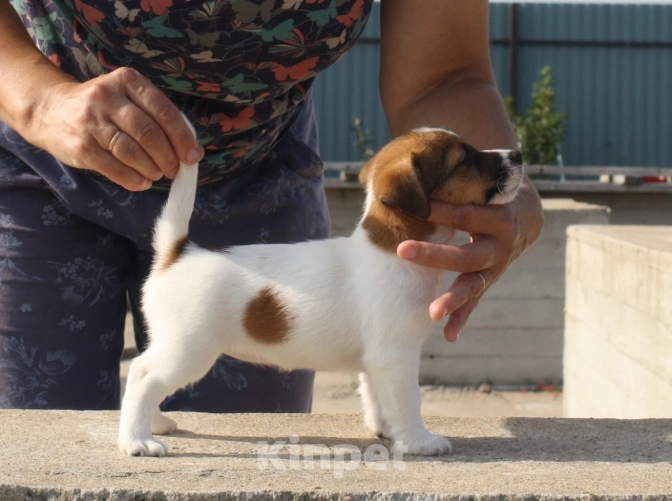 Собаки в Всеволожске: ММ ПЕРСЕФОНА Девочка, 40 000 руб. - фото 2