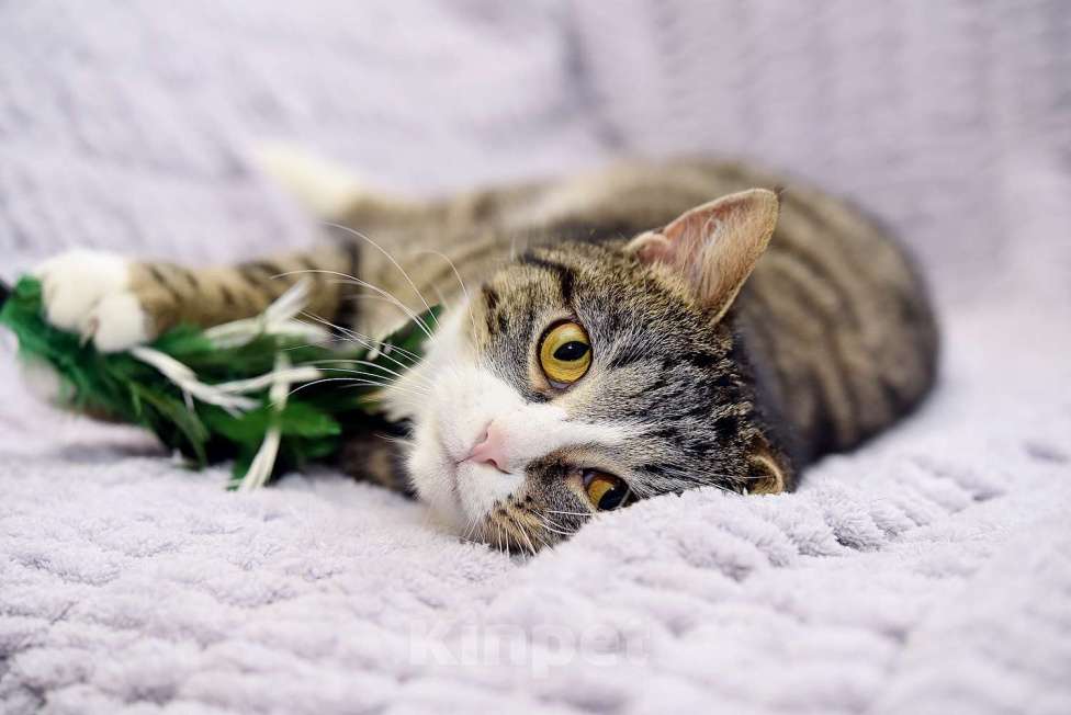 Кошки в Москве: Искра ищет дом! Девочка, Бесплатно - фото 8