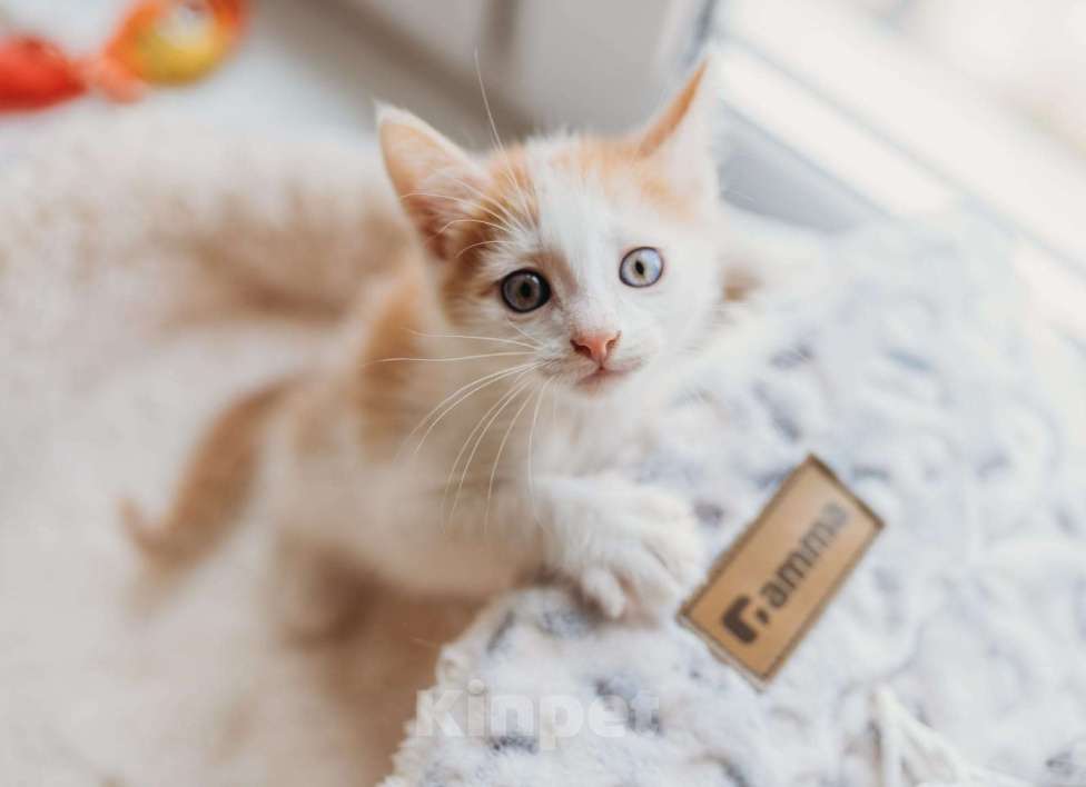 Рыжий с белым маленький котенок ищет дом - купить, продать или отдать на  Kinpet