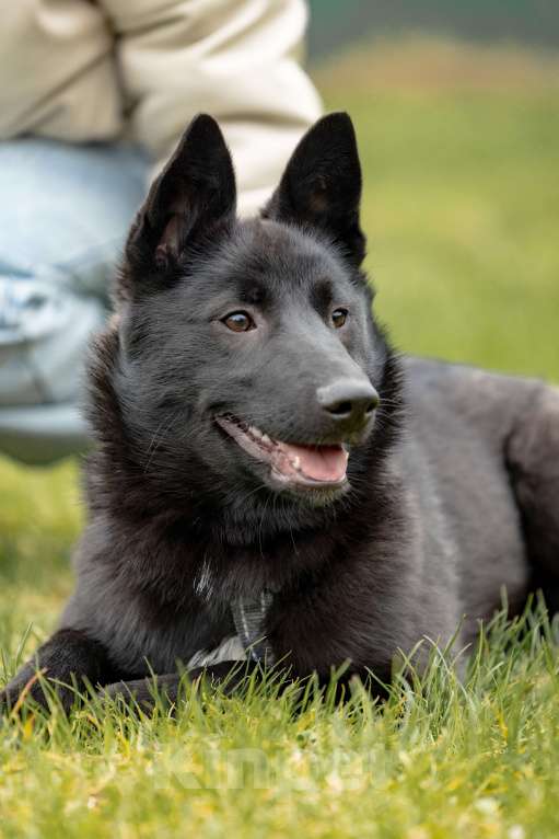 Собаки в Москве: Мята щенок девочка ищет дом Девочка, Бесплатно - фото 1