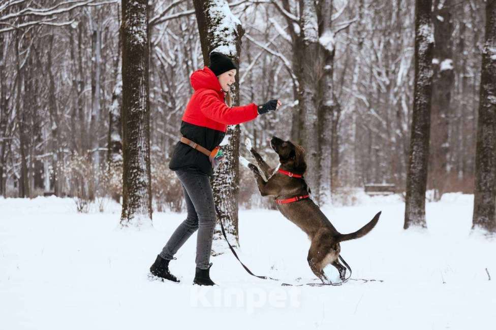 Собаки в Москве: Бадди в поиске семьи  Мальчик, Бесплатно - фото 10