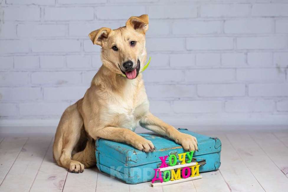 Собаки в Москве: Рыжий щенок — метис лабрадора Симба в добрые руки Мальчик, 1 руб. - фото 6