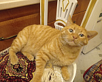 Кошки в Туле: Пропал Рыжий кот Мальчик, 1 руб. - фото 2