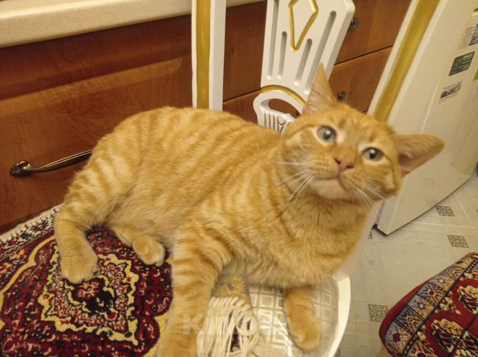 Кошки в Туле: Пропал Рыжий кот Мальчик, 1 руб. - фото 2