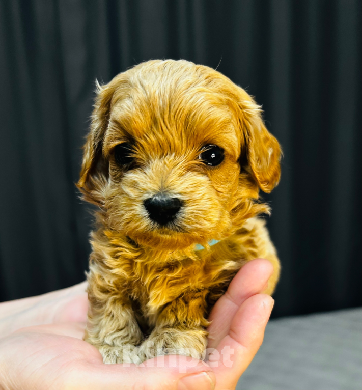 Собаки в Москве: Щенки мальтипу Мальчик, 60 000 руб. - фото 1