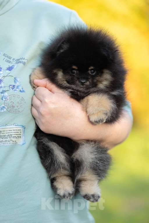 Собаки в Пушкино: Кукольная девочка померанского шпица черно-подпалого окраса с белым. Девочка, 50 000 руб. - фото 5