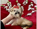 Собаки в Москве: Мини йорк золотая девочка бэби фейс Девочка, 80 000 руб. - фото 8