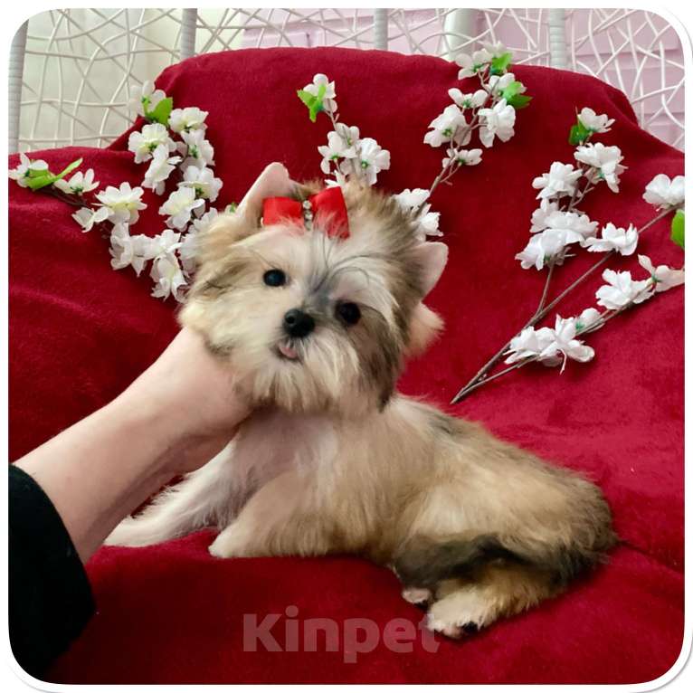 Собаки в Москве: Мини йорк золотая девочка бэби фейс Девочка, 80 000 руб. - фото 8