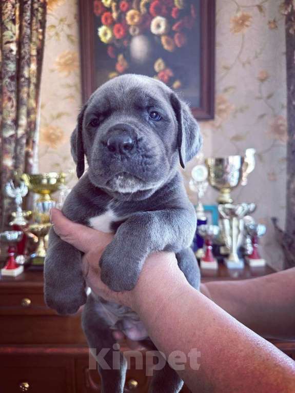 Собаки в Ростове-на-Дону: Эксклюзивные Щенки Кане Корсо  Мальчик, Бесплатно - фото 3