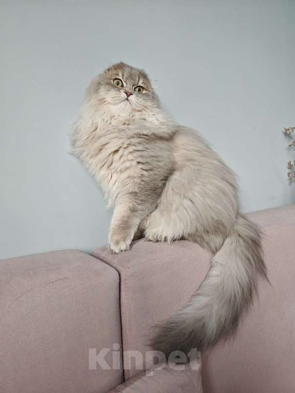 Кошки в Москве: Длинношертсный шотландский красавец Мальчик, 45 000 руб. - фото 3