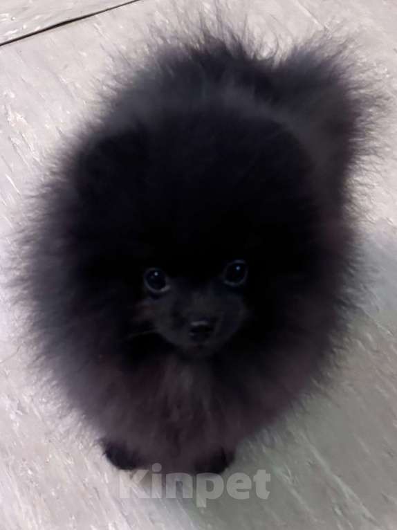 Собаки в Петергофе: Черный уголек Мальчик, 40 000 руб. - фото 5