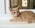 Кошки в Москве: Рыжее чудо, котенок по имени Кекс в добрые руки Мальчик, Бесплатно - фото 5