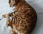 Кошки в Владивостоке: Бенгальский котик Мальчик, 65 000 руб. - фото 8