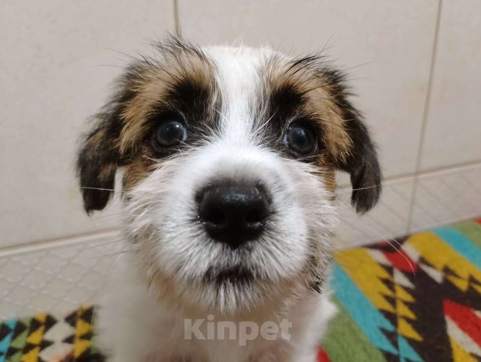 Собаки в Ставрополе: Высокопородные щенки Джек Рассел терьера  Мальчик, Бесплатно - фото 7